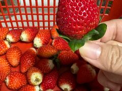 -喜杨洋草莓采摘园