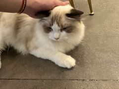 -飞行喵MR PILOT|猫舍·猫咖(静安大融城店)