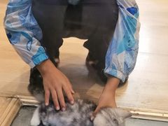-猫咪派对(江南西店)