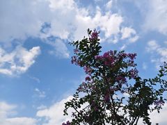 -绿岛公园(滨海新区)