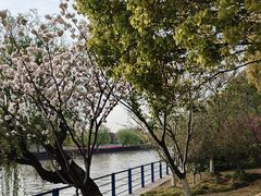 -高东镇樱花园