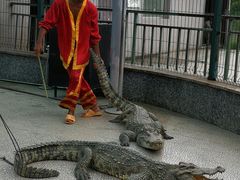 -中国扬子鳄村
