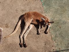 -西霞口神雕山野生动物世界