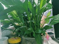 -长富金茂大厦
