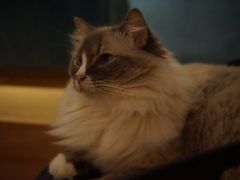 -滚猫咖啡·猫咖·猫友好撸猫(未来城店)