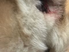 -利又安动物医院··老年病·猫科犬科·中兽医