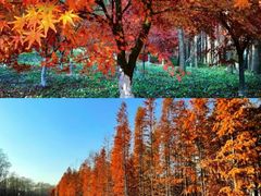 -上海共青森林公园