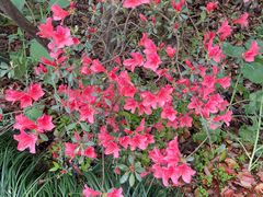 -南汇桃花村