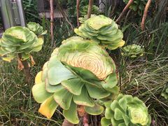 -墨尔本皇家植物园