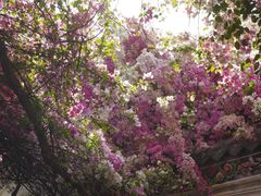 -深圳国际园林花卉博览园