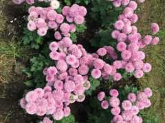 -上海鲜花港