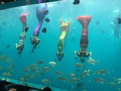 -瑞德姆美人鱼海底演艺主题餐厅(亚龙湾店)