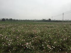 -曲江薰衣草庄园