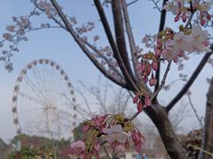 -顾村公园