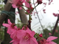 -天适樱花悠乐园