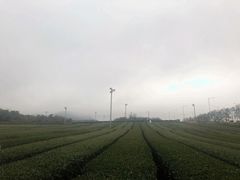 -雪绿茶博物馆
