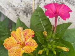 -小柒家第一锹东北菜(城关店)