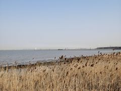-上海吴淞炮台湾国家湿地公园