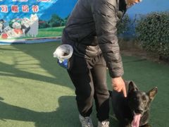 -宠物寄养训练学校