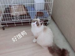 -康成宠物医院24H·CT·核磁共振