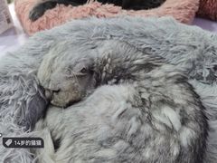 -喵的天空名猫咖啡馆·撸猫·猫舍·用品