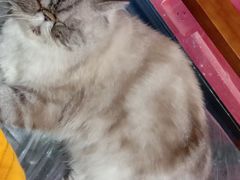 -猫色咖啡·猫咖