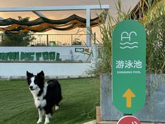 -爪吧宠物乐园·宠物泳池(温榆河示范区店)