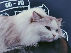 -瞄一喵猫咖(格力海岸店)