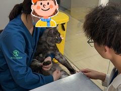-瑞派天使宠物医院·神经外科·骨科·核磁(洛川中路店)