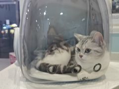 -纳吉亚猫专科动物医院·北北分院