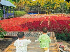 -广东花都香草世界旅游度假区