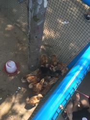 -上美四季动物农场