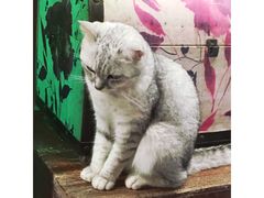 -猫咪博物馆(顶澳仔猫街店)