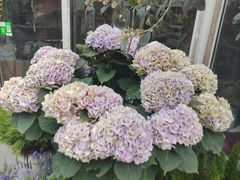 -金陵花卉交易市场