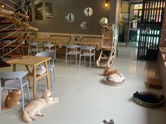 -豆逗聊愈猫阁Easy Life
