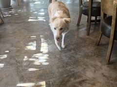 -了不起的考拉咖啡店(高新店)