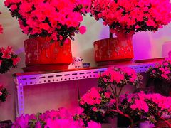 -花鸟鱼虫鲜花绿植市场(玉泉路店)