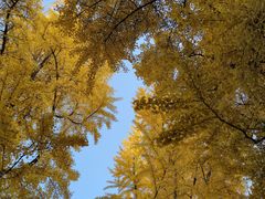 -四川大学(华西校区)