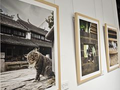 -黎里古镇