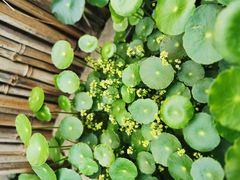 -冰冰龙虾·江湖菜·花园江景餐厅