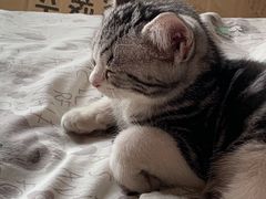 -lincat·猫舍(广州店)
