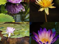 -国家植物园南园