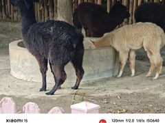 -泉州海丝野生动物世界