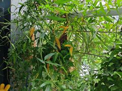 -CIAO·团建聚餐·生日派对轰趴馆(福田店)