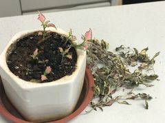 -双季花艺园艺市场(浦东店)