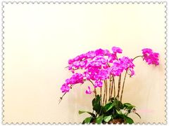 大堂-醉辉皇上海之巅(上海中心大厦店)