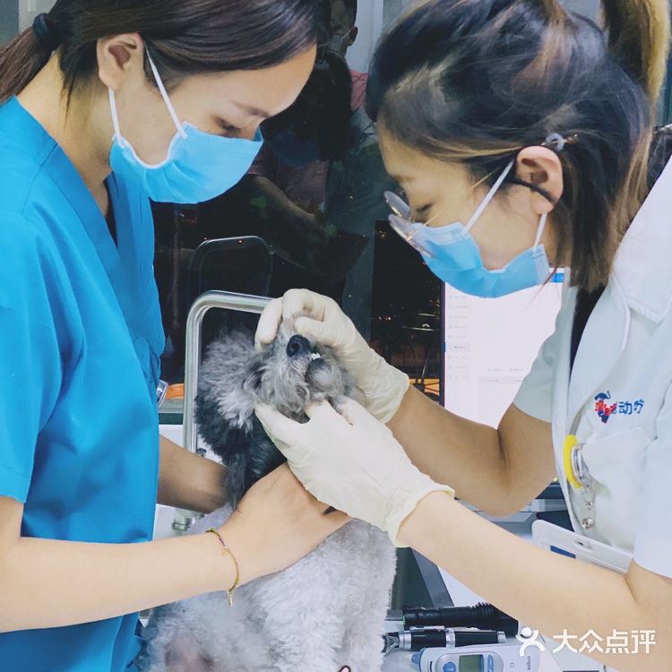 领华宠医·星华宠物医院|医生和环境都非常靠谱的连锁宠物🏥