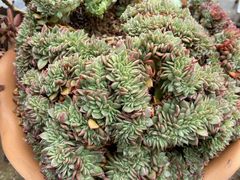 -杨林闻老三酸菜鱼(总店)