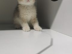 -东方名猫馆·英短金渐层布偶猫舍(环线广场1号楼店)