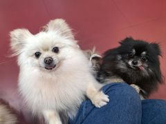 -和它·交个朋友·狗咖猫咖(爱琴海店)